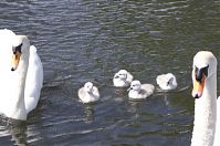 Vogel-Schwan-20140517-185.jpg