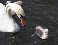 Vogel-Schwan-20140517-186.jpg