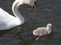 Vogel-Schwan-20140517-187.jpg