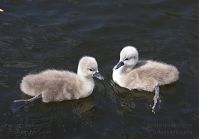 Vogel-Schwan-20140517-188.jpg