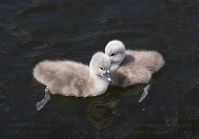 Vogel-Schwan-20140517-189.jpg