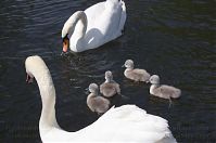 Vogel-Schwan-20140517-193.jpg
