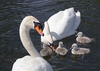 Vogel-Schwan-20140517-194.jpg