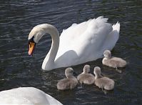 Vogel-Schwan-20140517-195.jpg