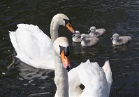 Vogel-Schwan-20140517-196.jpg