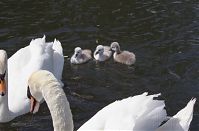 Vogel-Schwan-20140517-198.jpg