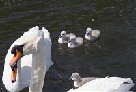 Dateiname=Vogel-Schwan-20140517-199.jpg
Dateigröße=165KB
Abmessungen: 880x593
hinzugefügt am: 06. Januar 2016 Vogel-Schwan-20140517-199.jpg