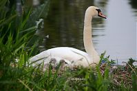 Vogel-Schwan-20140608-100.jpg