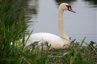 Vogel-Schwan-20140608-101.jpg