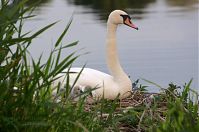 Vogel-Schwan-20140608-102.jpg