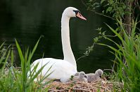 Vogel-Schwan-20140608-104.jpg
