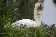 Vogel-Schwan-20140608-105.jpg