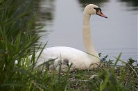Vogel-Schwan-20140608-106.jpg