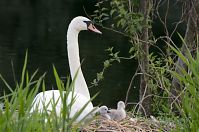 Vogel-Schwan-20140608-108.jpg