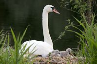 Vogel-Schwan-20140608-109.jpg