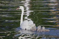 Vogel-Schwan-20140609-115.jpg