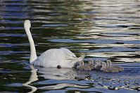 Vogel-Schwan-20140609-116.jpg