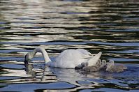 Vogel-Schwan-20140609-118.jpg