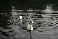 Vogel-Schwan-20140610-100.jpg