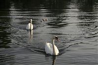 Vogel-Schwan-20140610-101.jpg