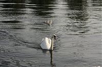 Vogel-Schwan-20140610-102.jpg