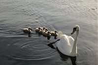 Vogel-Schwan-20140610-104.jpg