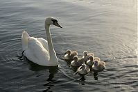 Vogel-Schwan-20140610-107.jpg