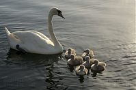 Vogel-Schwan-20140610-108.jpg