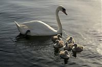 Vogel-Schwan-20140610-109.jpg