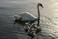 Vogel-Schwan-20140610-110.jpg
