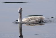 Vogel-Schwan-20140727-02.jpg