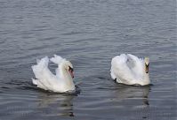 Vogel-Schwan-20140810-24.jpg