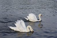 Vogel-Schwan-20140810-25.jpg