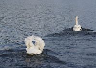 Vogel-Schwan-20140810-27.jpg