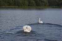 Vogel-Schwan-20140810-28.jpg