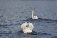 Vogel-Schwan-20140810-29.jpg