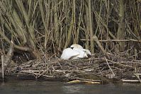 Vogel-Schwan-20150420-88.jpg