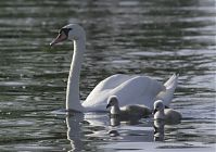 Vogel-Schwan-20150524-10.jpg