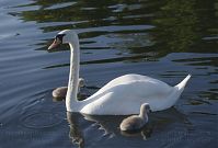 Vogel-Schwan-20150524-11.jpg
