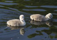 Vogel-Schwan-20150524-12.jpg