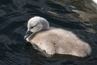 Vogel-Schwan-20150628-17.jpg