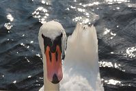 Dateiname=Vogel-Schwan-20150823-15.jpg
Dateigröße=142KB
Abmessungen: 880x586
hinzugefügt am: 06. Januar 2016 Vogel-Schwan-20150823-15.jpg