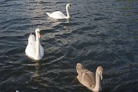 Vogel-Schwan-20150823-16.jpg