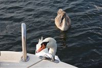 Vogel-Schwan-20150823-17.jpg