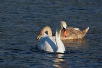 Vogel-Schwan-20150928-10.jpg