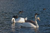 Vogel-Schwan-20150928-12.jpg