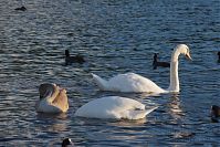 Vogel-Schwan-20150928-16.jpg
