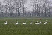 Vogel-Singschwan-20150125-43.jpg