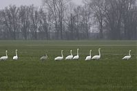 Vogel-Singschwan-20150125-45.jpg
