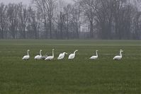 Vogel-Singschwan-20150125-46.jpg